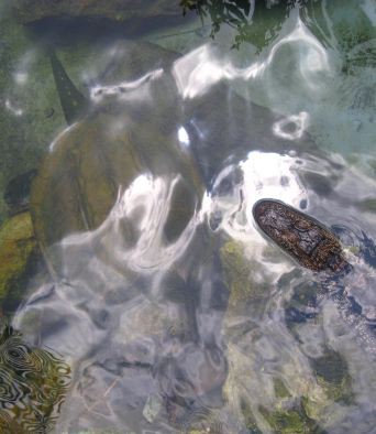 Slike želvic iz Floride - foto povečava