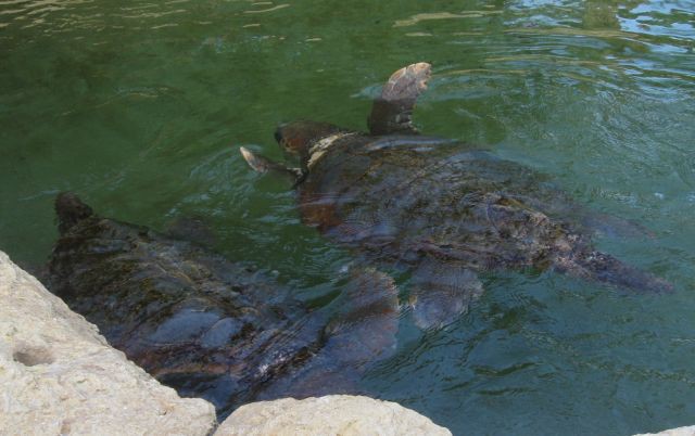 Slike želvic iz Floride - foto povečava