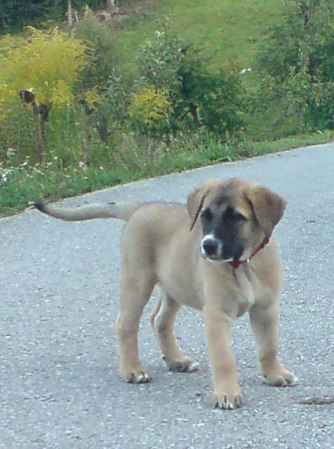 Radovednica Lin..
