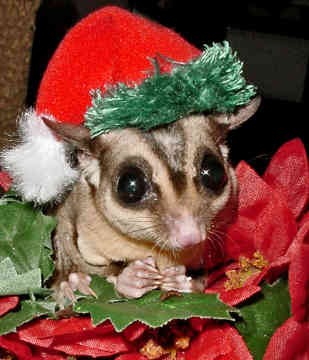 Sugar Glider - Lola in Mogwai - foto