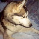 Sibirian Husky