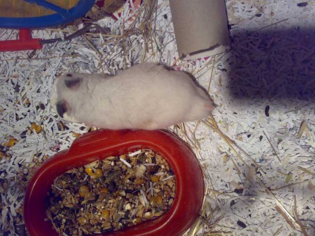 Hamster teddy - Hrček Snežko&Snežka - foto povečava