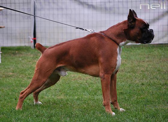 Tempo Vivace Amoteamo - BEST BOXER OF SLOVENIAN BREEDING Jahressieger Slovenia 2008 