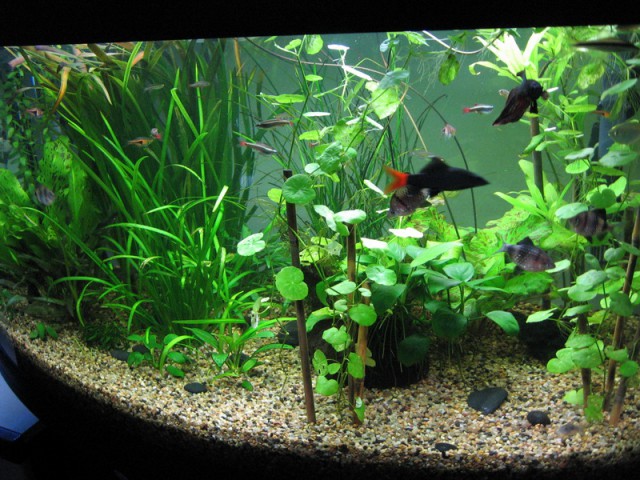 Moj akvarij 150L(24.9.08) - foto