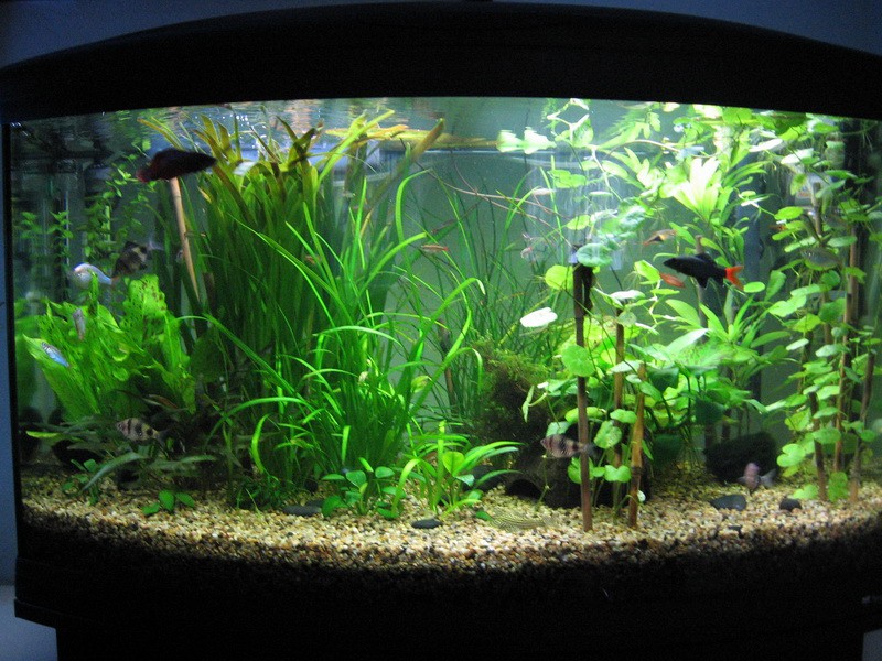 Moj akvarij 150L(24.9.08) - foto povečava