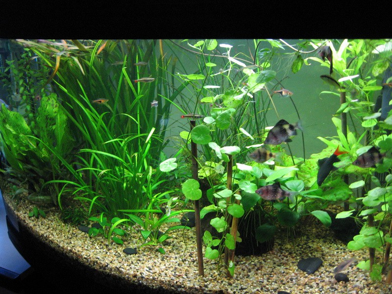 Moj akvarij 150L(24.9.08) - foto povečava