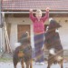 levo je Gaja desno pa Sal skače..PRVIČ SM GA VIDLA SKAKAT :D