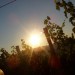 sonce 2