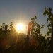 sonce1