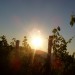sonce