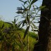 oleander