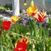tulipani :D
