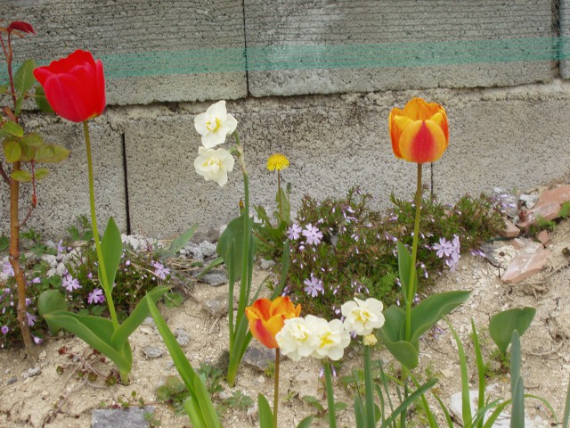 Tulipaniii