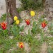 tulipaniii