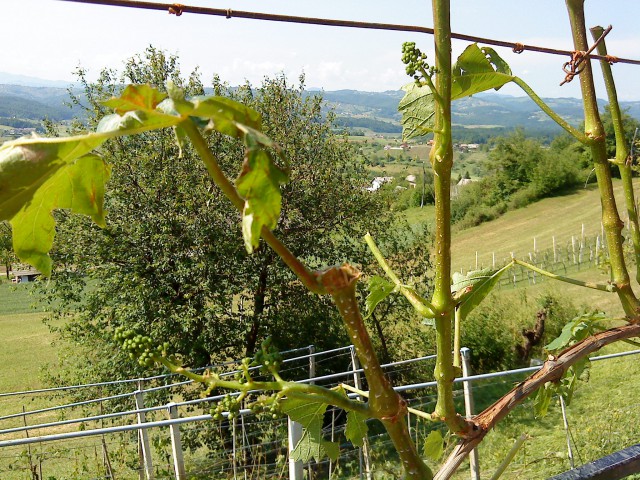 Dolenjska po toči - foto