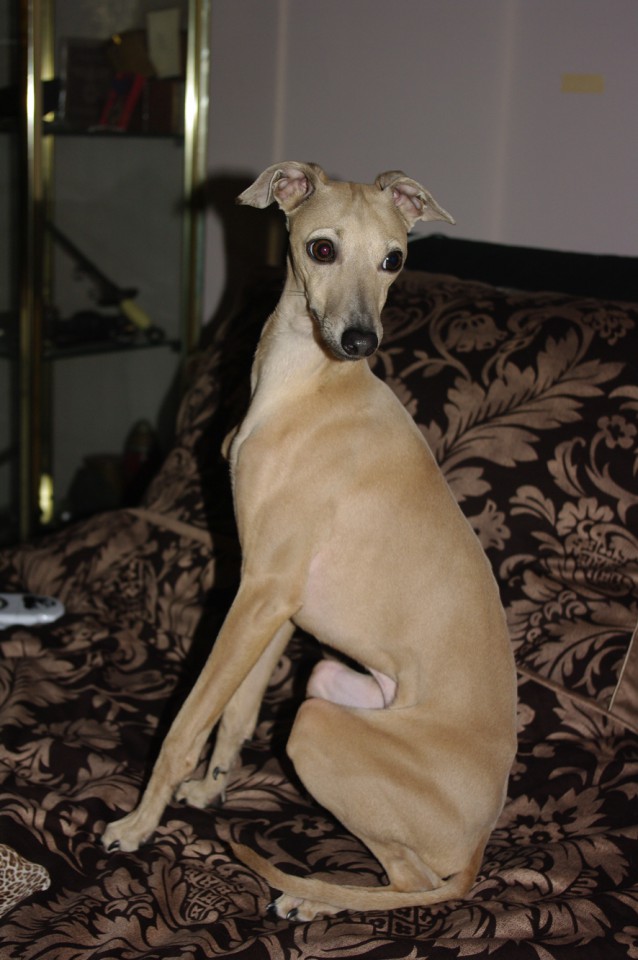 Pinocchio - foto povečava