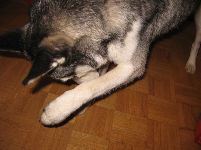 Shy - foto