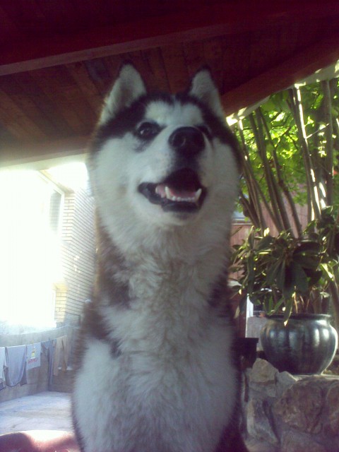 Alpin - foto