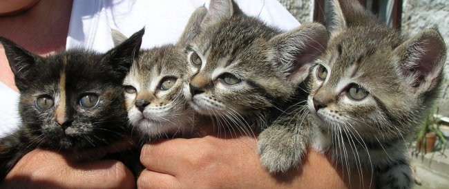 8 tednov stari mačkončki iščejo skrbne lastnike. Dve na levi sta muci, desna dva pa samčka