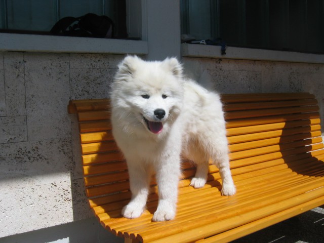 Kim - foto