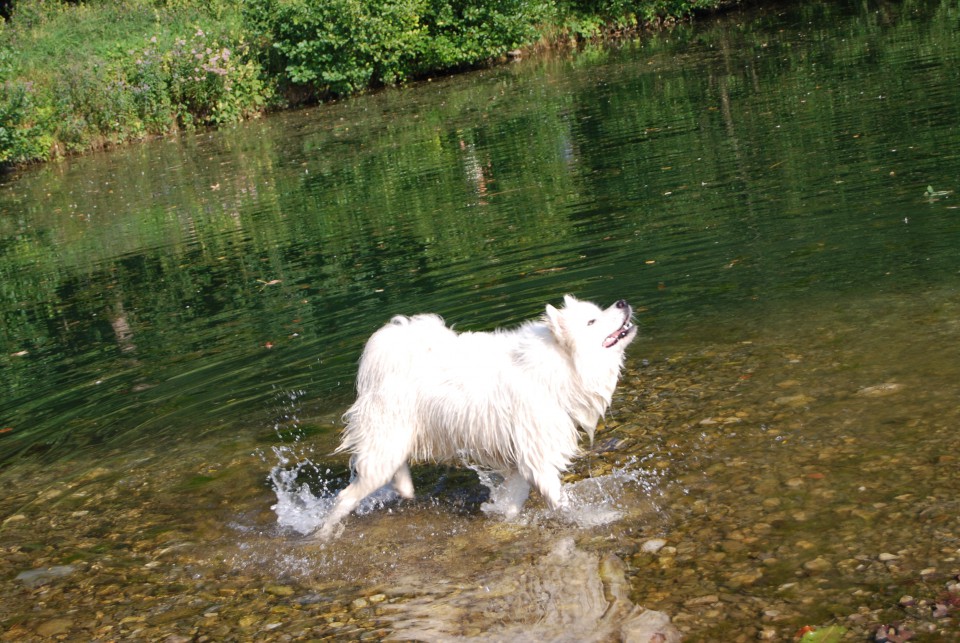 Zoo in morje - foto povečava