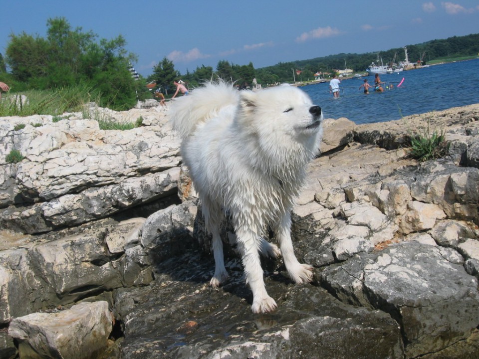 Zoo in morje - foto povečava