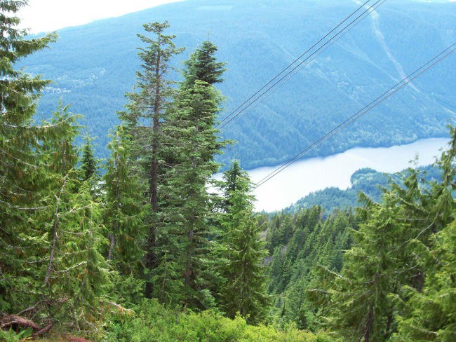 Grouse mountain - foto povečava