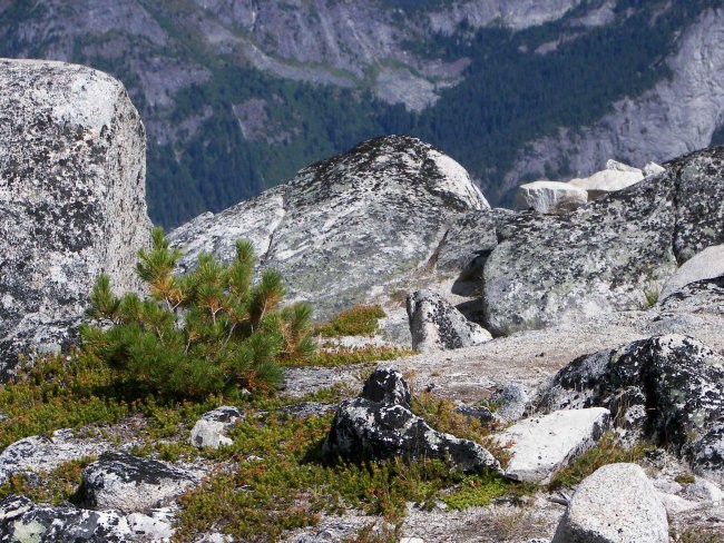 Mt. Webb_Macdonald - foto povečava