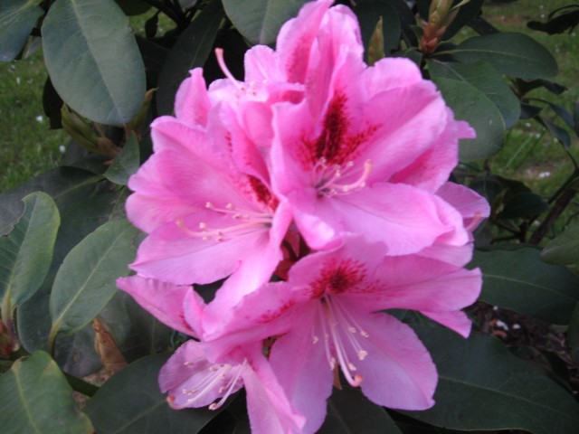 Cvet rododendrona