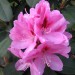 cvet rododendrona
