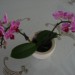 mini orhideja