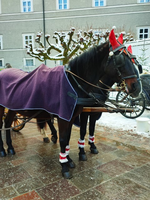 Praznični Salzburg 2022 in 2015 - foto