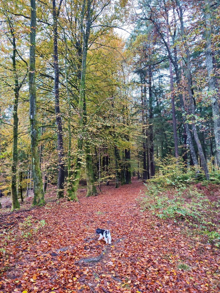 Daisy - foto povečava