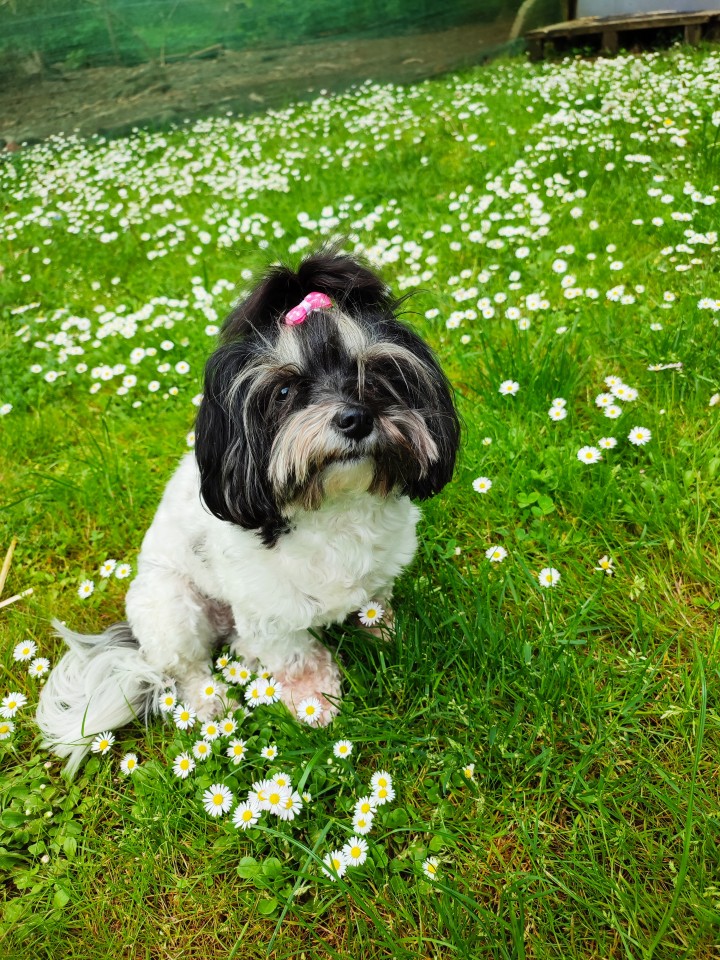 Daisy - foto povečava