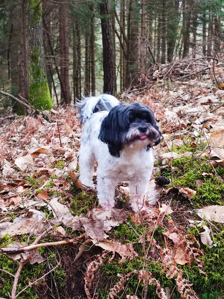 Daisy - foto povečava