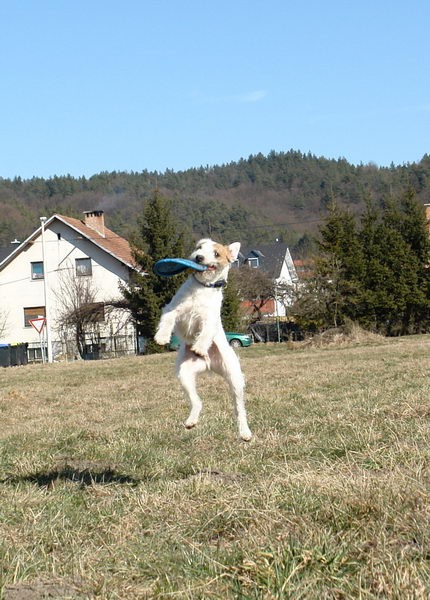 Treningi za OI - foto povečava