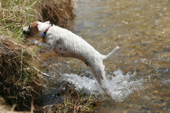 Coursing - foto povečava