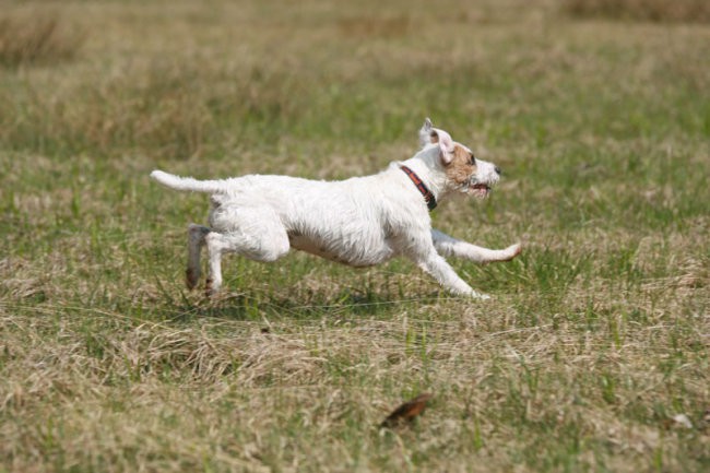 Coursing - foto povečava