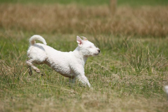 Coursing - foto povečava