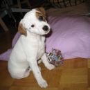 Cookie v novem domu