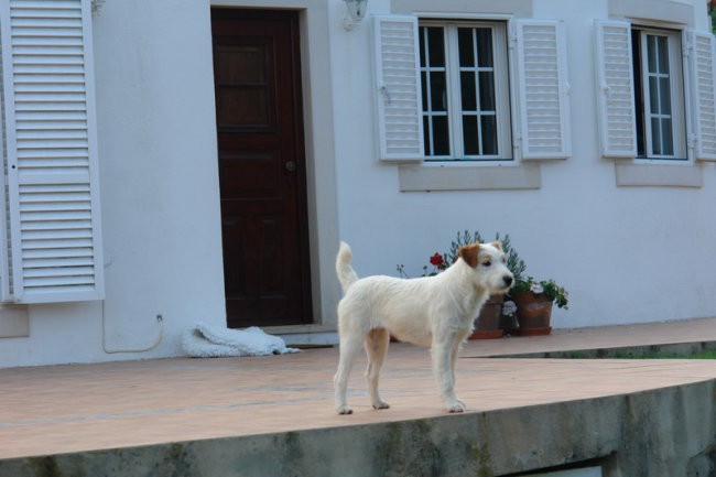 Portugalska - foto povečava