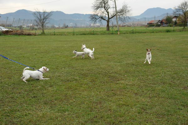 Parsoni v Celju - foto povečava