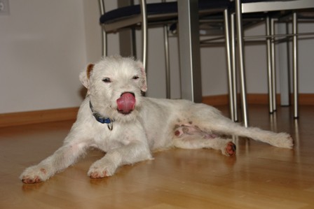 Limao&Jack&Farol - foto