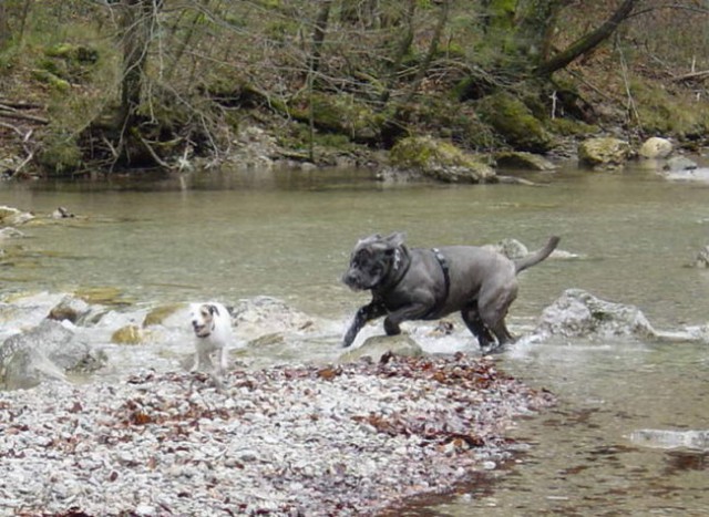 Tango - foto