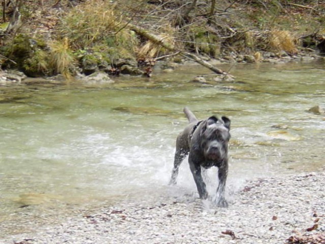 Tango - foto