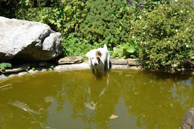 Tango - foto povečava