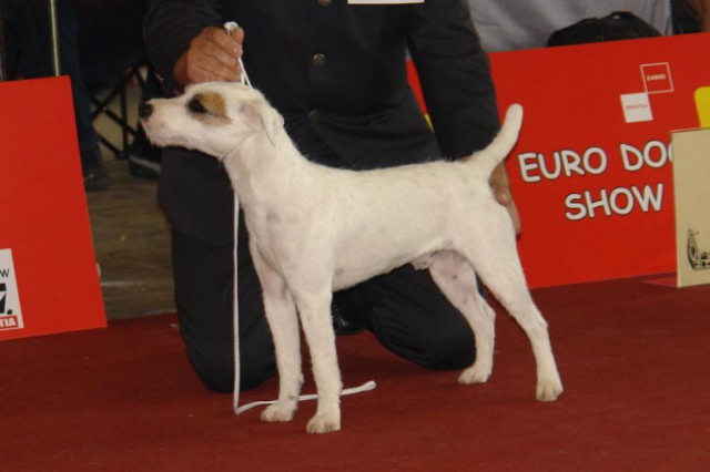 Euro dog ZG 07 - foto