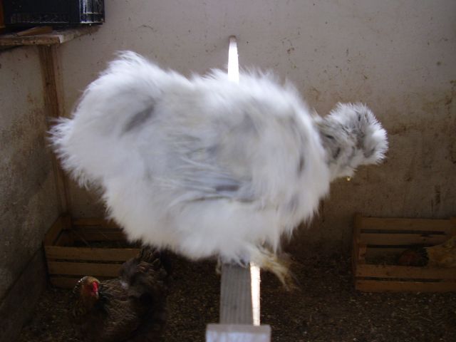 Svilenke- japonska svilena kokoš - foto