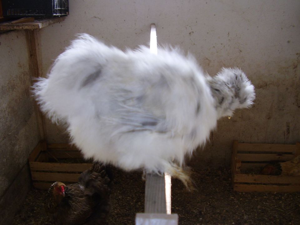 Svilenke- japonska svilena kokoš - foto povečava