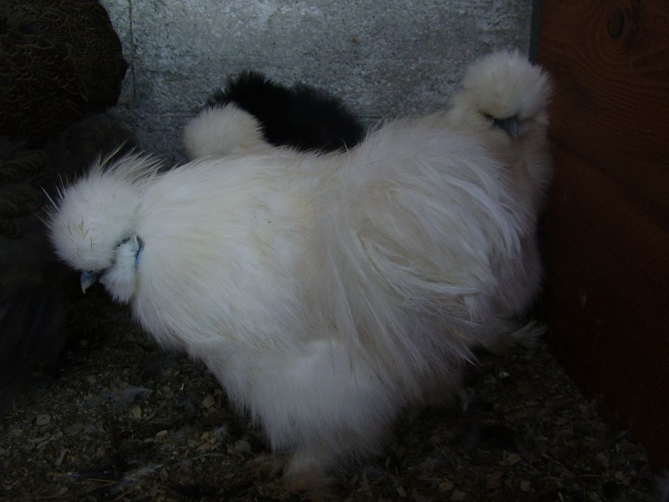 Svilenke- japonska svilena kokoš - foto povečava